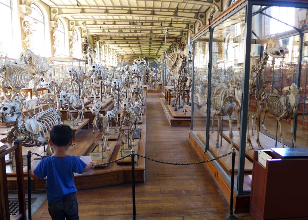 Jardin des Plantes - Museum