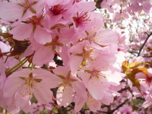 Cherry Blossom at Paris Jardin des Plantes