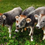 Veal in French Cuisine